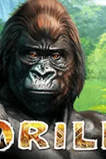 gorilla