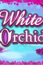 White Orchid